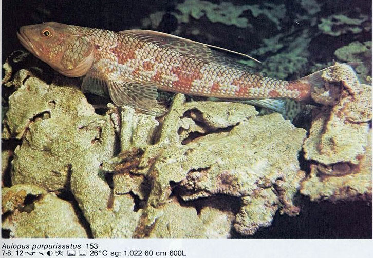 Aulopus purpurissatus